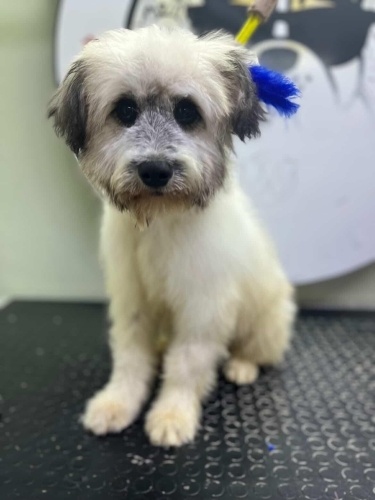 Ücretsiz sahiplenme terrier acil yuva fotoğraf