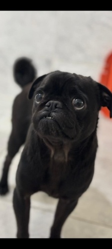 Ücretsiz sahiplenme Pug acil yuva fotoğraf