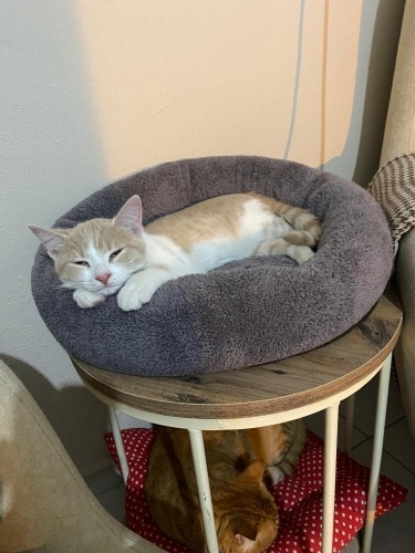 Ücretsiz sahiplenme pudra renk sarman yavru fotoğraf