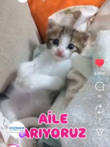 Ücretsiz sahiplenme pofidik beyaz tekir yavru acil yuva fotoğraf