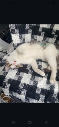 Ücretsiz sahiplenme dünya güzeli kedi lütfen okuyun fotoğraf