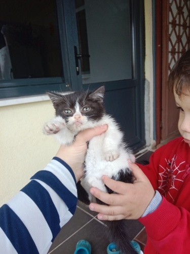 Sokakta bulduk annesi çok çok ağliyor eve alamıyoruz. Sokakta yaşayamaz çokküçük fotoğraf