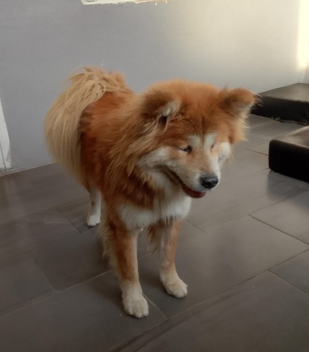 Ücretsiz sahiplenme ömürlük yuva fotoğraf