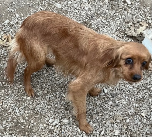 Sahiplendirme köpek fotoğraf