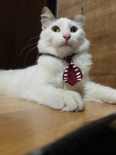 Eviniz Şenlensin fotoğraf