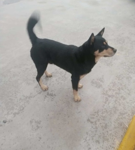 Ücretsiz sahiplenme jack Russell melez fotoğraf