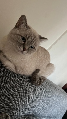 Aşırı uysal ve sakin fotoğraf