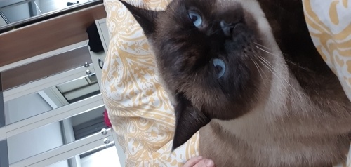 Sakin ve uysal uykucu birisi fotoğraf