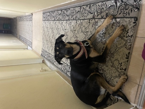 ANTALYA!!! Kızımız lessiye Acil ömürlük yuva yoksa barınağa gidecek😔😔 fotoğraf