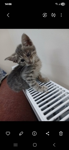 Tek gözü görme engelli yavruya acil yuva fotoğraf