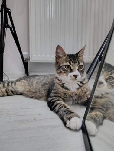 ACİL YUVA SAHİPLERİ İSTEMİYOR fotoğraf