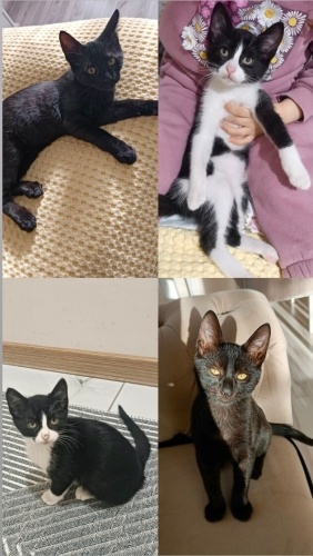 Cana yakın bebekler fotoğraf