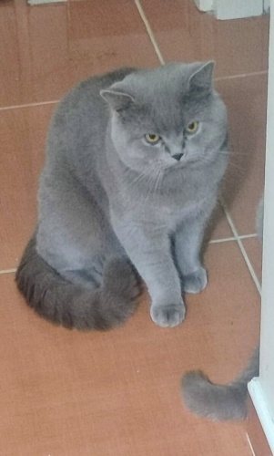 Uysal sakin acil yuva arıyoruz fotoğraf