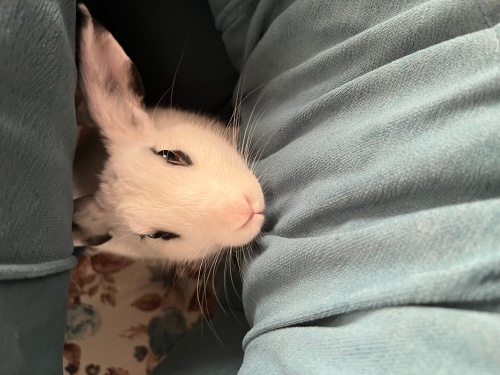 5aylık beyaz çok güzel tavşan gayet akıllı ve tatlı fotoğraf