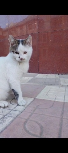 3 aylık minik patiler tehlikede fotoğraf