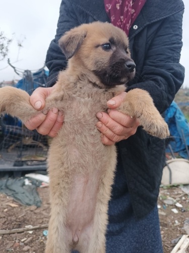 Sevimli oğlumuza ömürlük yuva fotoğraf