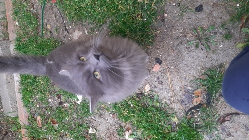 Evden atılmış dışarıda yaşamaya çalışıyor. fotoğraf