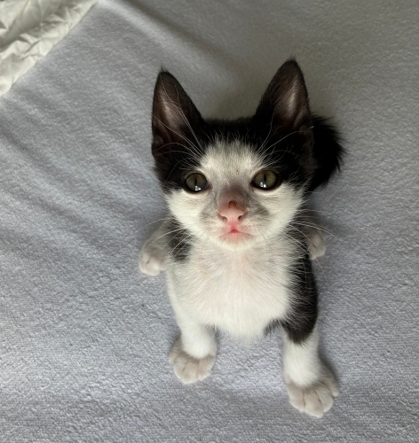 Zibidi’ye Acil Yuva fotoğraf