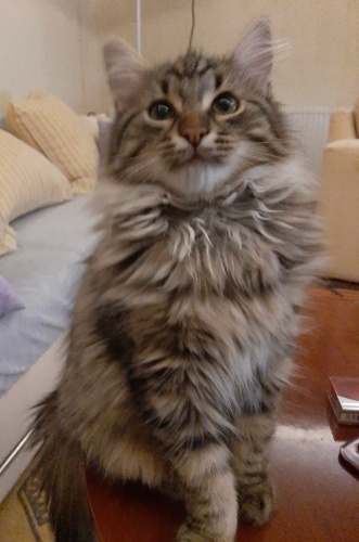 Ömürlük sewilceği yuwa arıyor fotoğraf