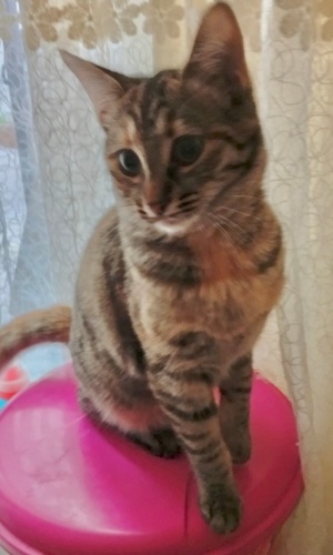 Benide yuwanıza alırmısınız fotoğraf