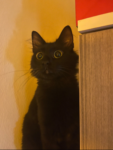 Lütfen yodaya yuva olun. Sene sonuna kadar yurtdışına gideceğim fotoğraf