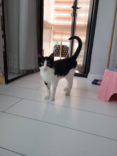 Dünyanın en sevgi dolu kedisi yuva arıyor fotoğraf