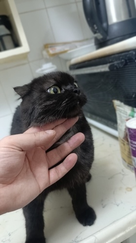 ACİL YUVA ARIYOR DİŞİ KISIR DEĞİL TAMAMEN ÜCRETSİZ fotoğraf