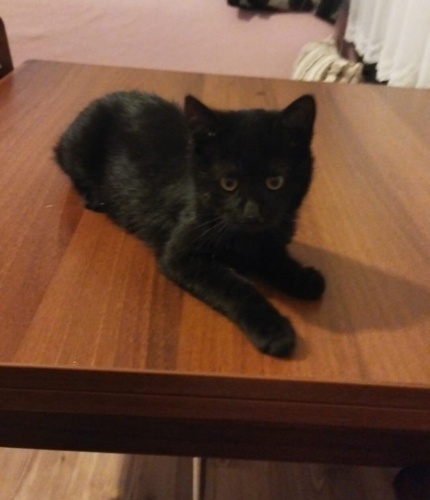 Pofidik kardeşler yuva arıyor fotoğraf