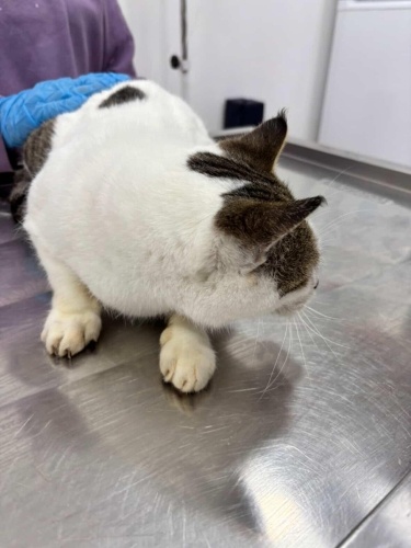 Acill ömürlük yuva fotoğraf