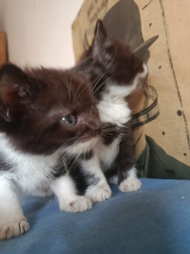 BRİTİSH MELEZİ DİŞİ VE ERKEK IKİZ BEBİŞLER fotoğraf