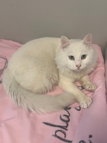 Yeşil gözlü kısır ankara kedisine yuva fotoğraf