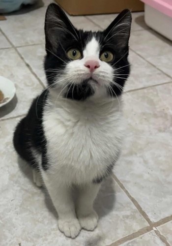 AŞILI, SAKİN VE SEVECEN ACİL YUVA ARIYOR fotoğraf