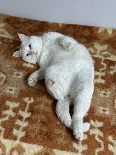 Başkan’a sıcak bir yuva arıyoruz “SAĞIR” fotoğraf