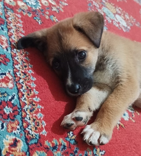 Acil yuva aranıyor fotoğraf