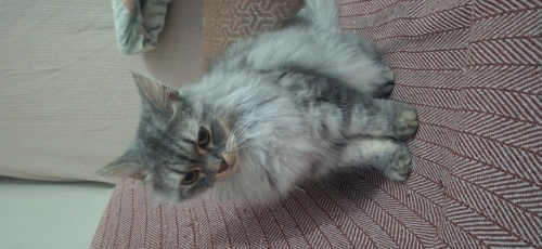 Sokağa atılcaktı kurtardım ölürdü yoksa... Tek kedi olucagı ömurluk yuva ariyor. fotoğraf