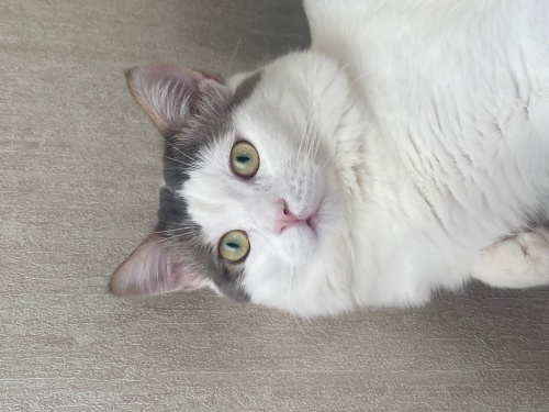 Van kedisi + British fotoğraf