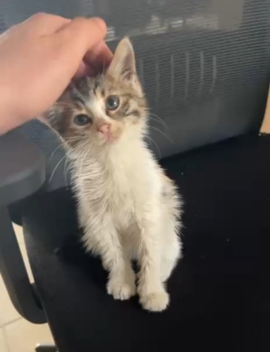 Acil kedi ebeveyni aranıyor!!! fotoğraf