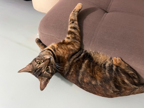 Miu yeni yuvasını arıyor fotoğraf