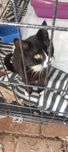 Sevgi manyağı gır gır Pisagora yuva arıyoruz fotoğraf