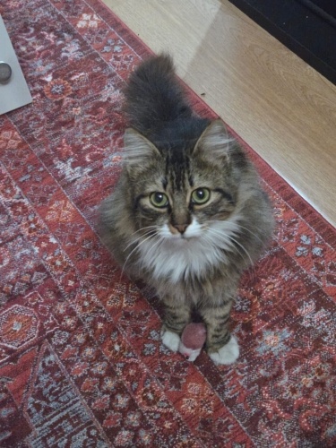 kendini sevdirmeye bayılan, peşinizden ayrılmayacak pofidik dişi kedi fotoğraf