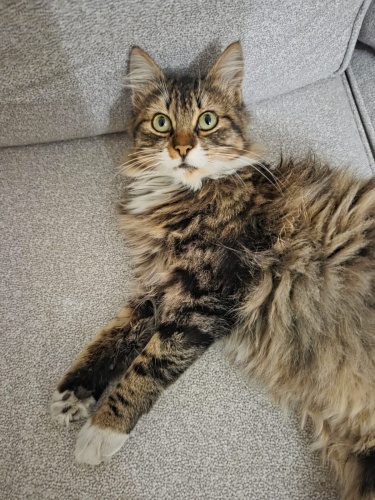 kendini sevdirmeye bayılan, peşinizden ayrılmayacak pofidik dişi kedi fotoğraf