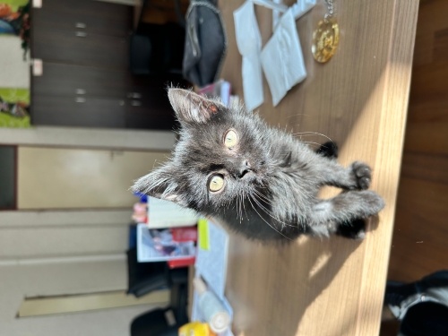 Minicikk oyuncu yavru siyah kedi fotoğraf