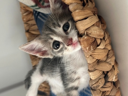 Acil yuva ariyorum fotoğraf