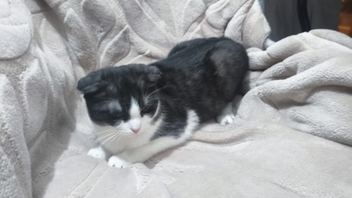 SEVİMLİ YAVRULAR ÜCRETSİZ SAHİPLENDİRİLECEKTİR fotoğraf