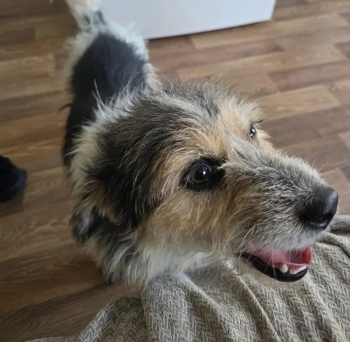 BARAK TERRİER KEDİ KADAR VE KISIR‼️ fotoğraf