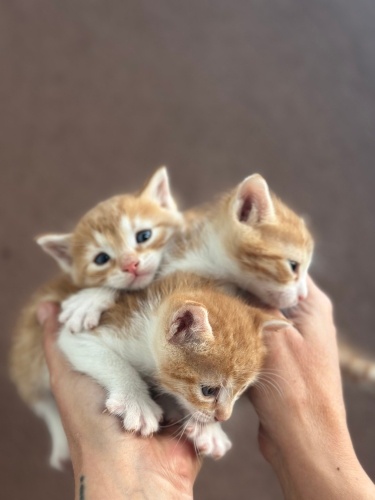 Acil yuva ariyorum fotoğraf