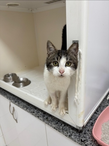 Barınak Kedisi Yuva Arıyor fotoğraf