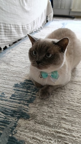 Kısırlaştırma şartı vardır fotoğraf