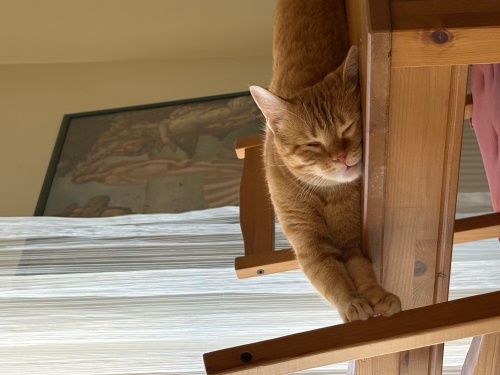 Babür kalıcı yuva arıyor fotoğraf