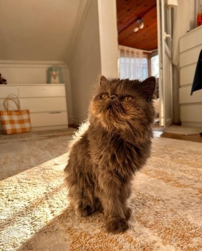 Violet için yuva arıyoruz fotoğraf